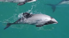 Atlantik bílý dolphin